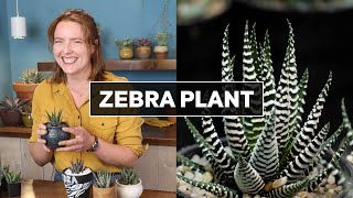 Zebra Plant Succulent  What You Need to Know [upl. by Cod106]