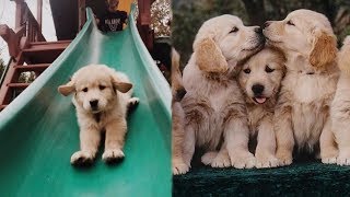 Funny and Cute Golden Retriever Puppies Compilation 2  Cutest Golden Retriever [upl. by Almire]