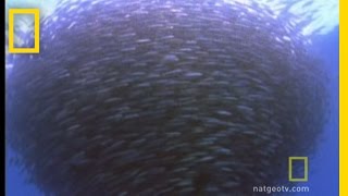 Bluefin Tuna Eat Bait Ball  National Geographic [upl. by Adlitam517]