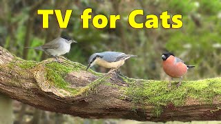 Cat TV  Bird Watching Videos for Cats ⭐ 8 HOURS ⭐ [upl. by Leatri875]