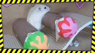 🐹 Hamster Escapes the Maze for Pets in Real Life 🐹 In Hamster Stories [upl. by Anaugahs503]