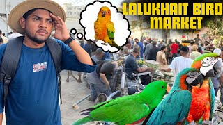 LALUKHET BIRDS MARKET GYE PARROT LENE [upl. by Gierk]