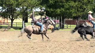 6 year old Gray AQHA Head Horse Heel Horse Ranch Horse Trail Horse [upl. by Tterraj144]