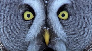 Mesmerising Owl Moments  BBC Earth [upl. by Aman]