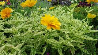 Heliopsis Sunstruck False Sunflower [upl. by Norab]