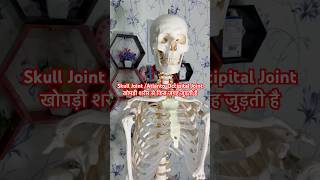 Skull Joint  AtlantoOccipital joint  खोपड़ी गर्दन पर किस जगह जुड़ती है shorts viralshort [upl. by Yrocaj]