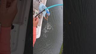 Smokin’ RedDrum on the ole popping cork 24” popular viral viralvideo viralshorts fishing fish [upl. by Ahsinahs191]