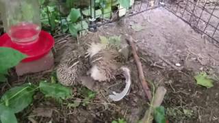 Coturnix Quail  Mating [upl. by Els]