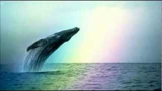 Whales amp Dolphins  Natural Sounds [upl. by Notnert624]