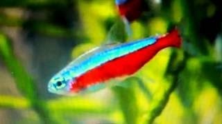 Cardinal Tetra in a Planted Aquarium  Paracheirodon axelrodi [upl. by Naujud105]