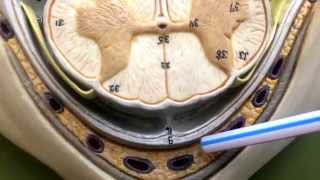 Anatomy of the Spinal Cord [upl. by Corrianne203]