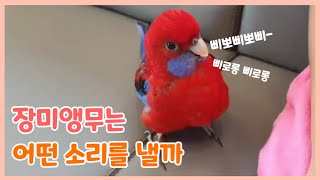 삐뽀삐뽀 우는 앵무새가 있다  장미앵무 울음소리  crimson rosella sounds [upl. by Nirej594]