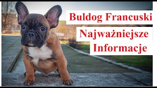 Buldog Francuski  Najważniejsze Informacje [upl. by Scully809]