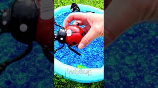 3 4 5 Year Old Learning Video  Learn Bug Names for Boys Girls Mosquito Ant Dragonfly Ladybug [upl. by Hpsoj]