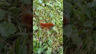 Can Woolly Worms really predict winter weather What do wooly worms grow into Fall or spring [upl. by Amari]