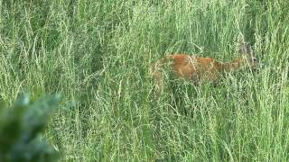 Roe deer  Sounds of Nature [upl. by Laekim898]