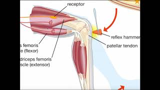 The Muscle Spindle Reflex Arc Stretch or Patellar Reflex [upl. by Supat839]