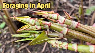 Foraging in April Part 4 of 4 UK Wildcrafts Foraging Calendar Series [upl. by Rowley829]