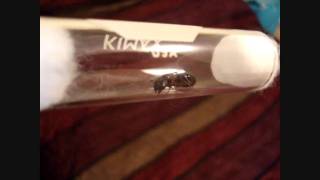 AntsCanada Subscribers Its Camponotus Nuptial Flight Season HD [upl. by Enyledam]