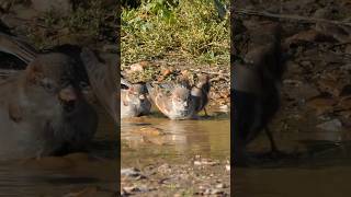 Adorable Sparrows bathing in a puddle Real birds shorts [upl. by Lawler]