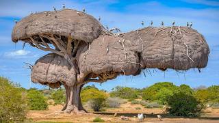 15 Most Amazing amp Largest Nests in The Animal World [upl. by Rumney857]