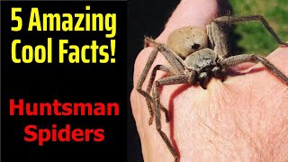 5 Fascinating Facts About Huntsman Spiders [upl. by Birchard]