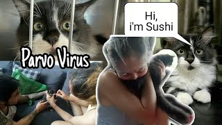 Persian cat infected with Parvo Virus Metikuloso [upl. by Anaer]