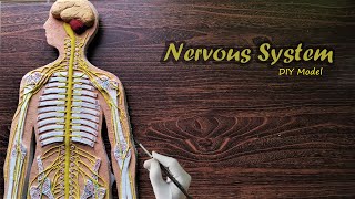 How to make Nervous System 3d Project  DIY Project [upl. by Anead]