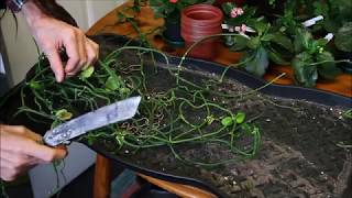 How to take cuttings from Ceropegia sandersonii Part1 [upl. by Kesley213]