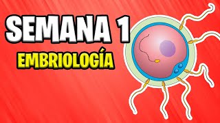 ✅ PRIMERA SEMANA  EMBRIOLOGÍA 📚 DESARROLLO EMBRIONARIO HUMANO  GESTACIÓN  EMBARAZO [upl. by Antoine]