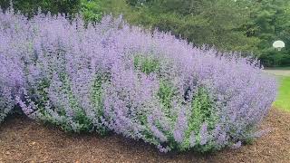 Cats Pajamas Catmint Nepeta hybrid [upl. by Aborn8]