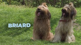 Briard Dog Breed Information 101 [upl. by Aicila]