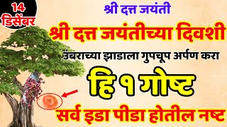 14 डिसेंबर श्री दत्त जयंतीच्या दिवशी उंबराच्या झाडाला गुपचूप अर्पण करा हि Shree Swami Samarth [upl. by Ttoille]