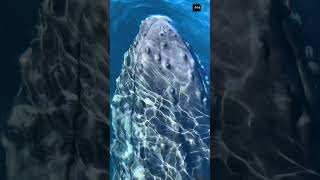 How you will React whale animals sea dolphin [upl. by Darrey]