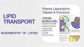 Biochemistry  Lipid Transport  Lipoproteins  Apolipoproteins [upl. by Corty]