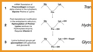 Collagen Synthesis [upl. by Onahpets]