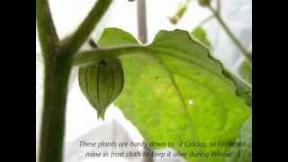 Cape Gooseberries Tasting amp Growing [upl. by Lonergan843]