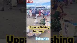 Today UPPADA FISHING HARBOUR FRIENDS PLEASE LIKE SUBSCRIBE  PRASAD UPPADA [upl. by Ditter]