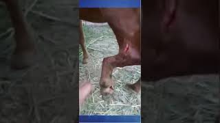 Fracture of metatarsus in a horse [upl. by Twila]