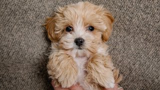 Maltipoo Pros And Cons [upl. by Eimak943]