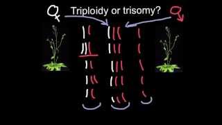 Triploidy or Trisomy what is the difference [upl. by Evilc]