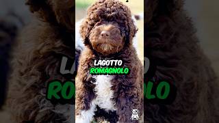 3 Fun Facts About The Lagotto Romagnolo Dog shorts dogfacts dogbreed lagottoromagnolo [upl. by Selokcin]