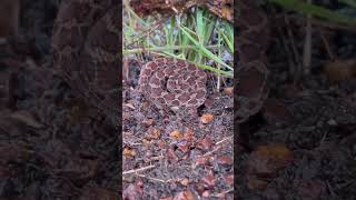 saw scaled viper snake animal bhopal zafar [upl. by Kirred655]