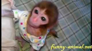 Mini monkey so cute 可爱的袖珍猴 [upl. by Ohploda907]