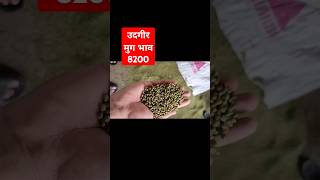 लातूर उदगीर सोयाबीन भावमुग । mug Latur udgir soyabean bhavlive soyaudgirsoyabeanbhavtodaylatur [upl. by Ernesta]