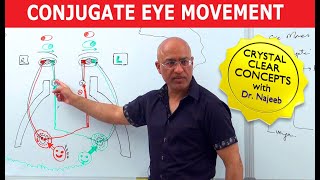 Saccades  Conjugate Eye Movement [upl. by Beard]