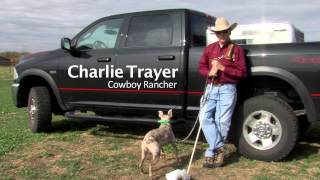 How to Train amp Handle The Cowdog DVD FOR SALE [upl. by Gavra334]