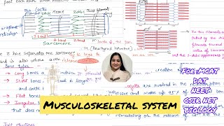 Musculoskeletal System  Bones Muscles and Joints 🗣️ [upl. by Gitel]