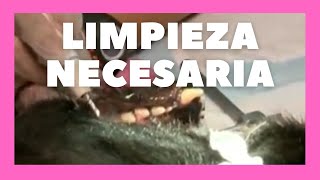 Limpieza dental de perro en clínica veterinaria [upl. by Holms]