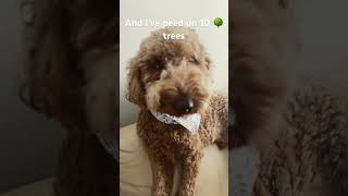 Dog math BrodieThatDood dog cute goldendoodle funny [upl. by Tallie37]